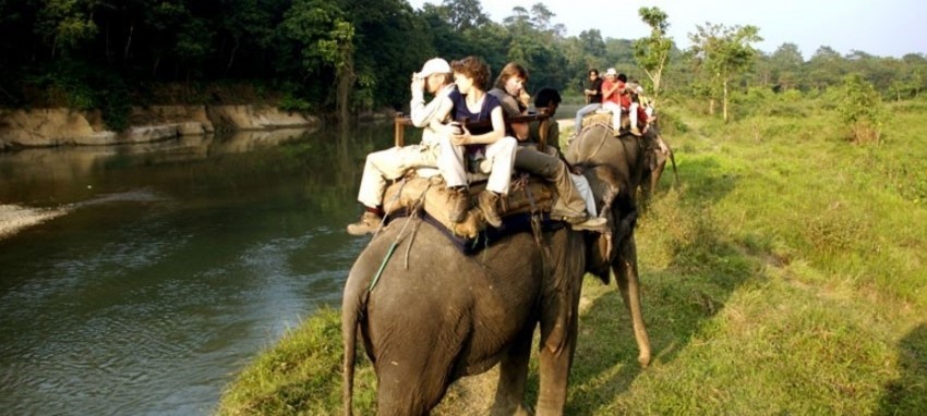 Jungle Safari - Jungle Safari in Chitwan