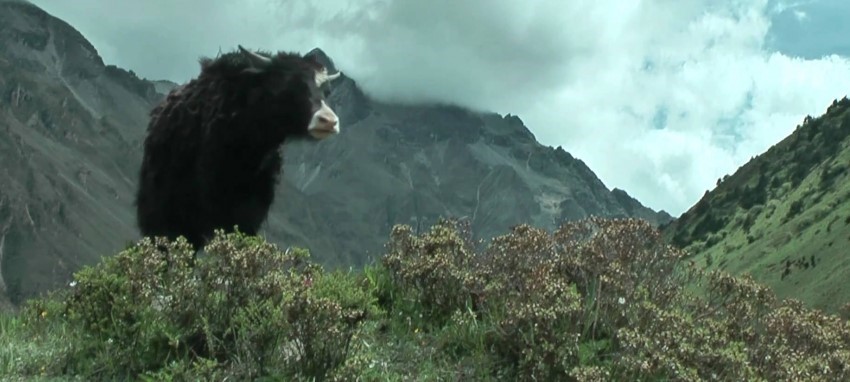 Chomolhari and Lingshi Trek - Chomolhari and Lingshi Trek