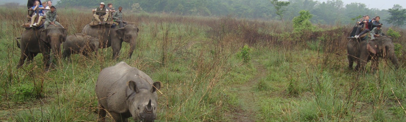 Jungle Safari - Chitwan National Park