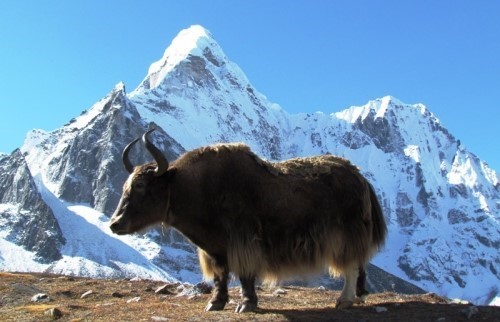 Everest Panorama Trek