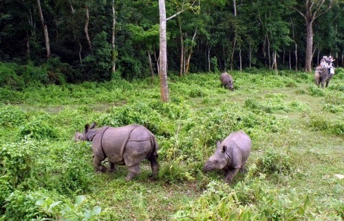 Jungle Safari in Bardiya