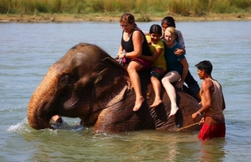 Jungle Safari in Chitwan