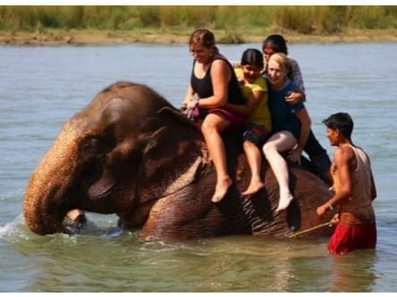 Jungle Safari in Chitwan