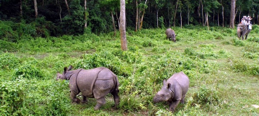 Safari dans la jungle de Bardia - Jungle Safari 