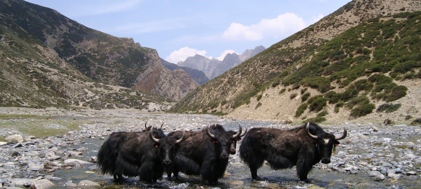 Trek dans le Haut Dolpo - Haut Dolpo Trek