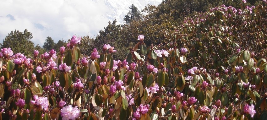 Trek de Panch Pokhari - Panch Pokhari Trek N