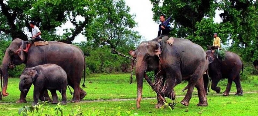 Safari dans la réserve faunique de Parsa - Parsa exp