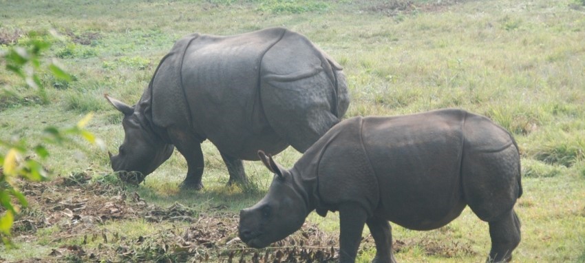 Safari dans la réserve faunique de Parsa - Parsa exp